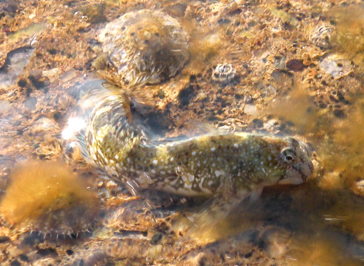 Giocherellone (Coryphoblennius galerita)